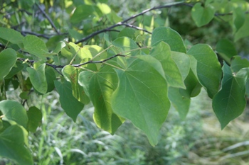 Cercis canadensis in leaf