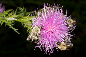 Cirsium flower also showing the hairy underside of the leaves.
