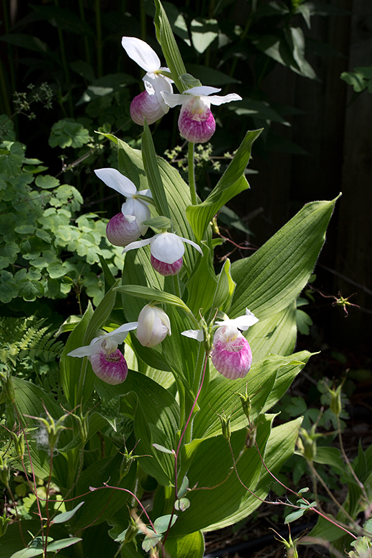 Lady slipper orchids are amongst the most beautiful flowers in the garden.