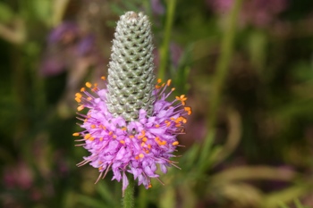 Dalea purpurea flowering spike