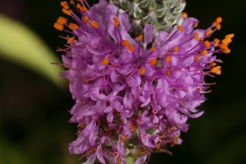 Dalea purpurea flowers close up