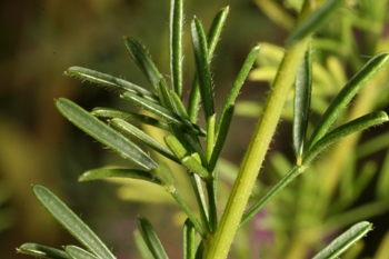 Dalea purpurea has a dainty fern-like foliage