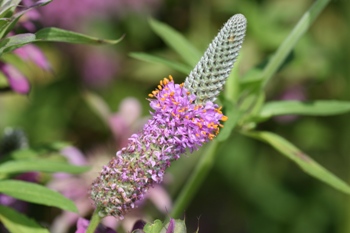 Dalea purpurea flowering spikes get tallier over time