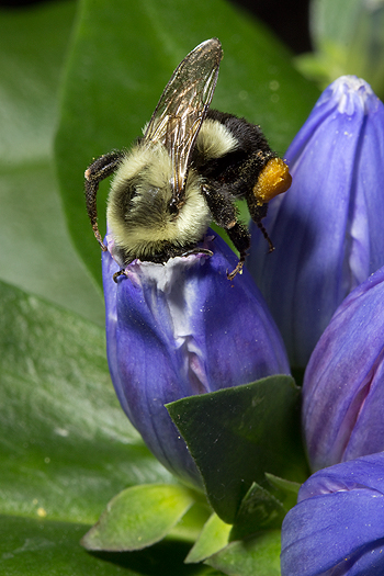 Gentian with bumblebee