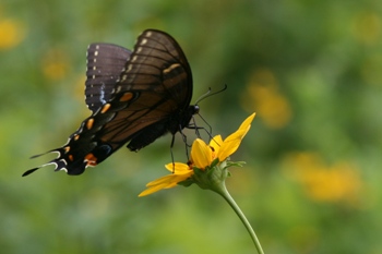Heliopsis with swallowtail