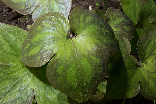 The foliage of Hepatica