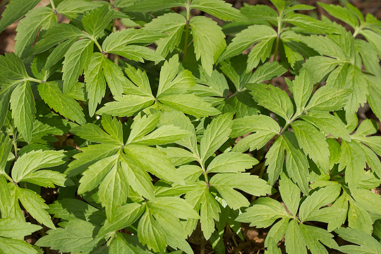 Hydrastis leaves