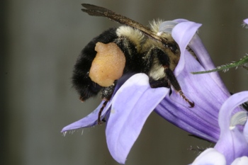 Lobelia with bumblebee
