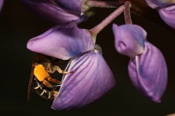 A bee getting into a lupine flower