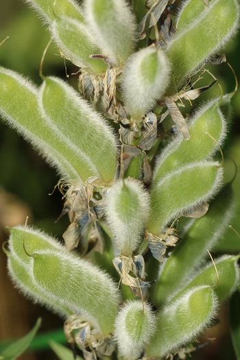 Lupine seed pods