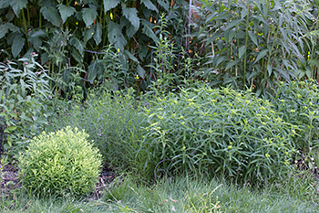 Butterfly weed infected with milkweed yellow