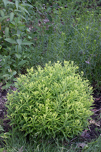 Butterfly weed with milkweed yellow in its first year.