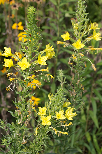 Oenothera rhombipetala