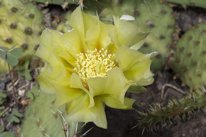 Opuntia flower surrounded by tepals