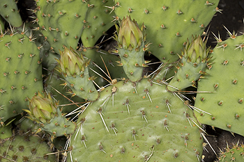 Opuntia with flower buds
