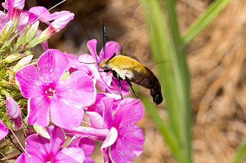Phlox with clearwing