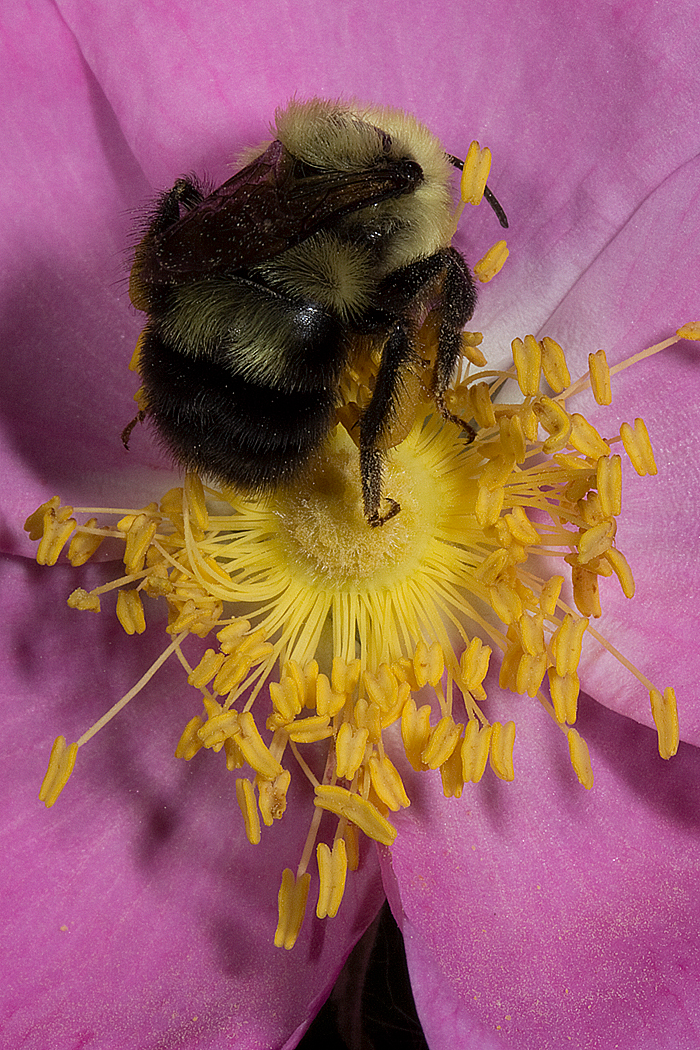 Rosa blanda with bombus bimaculatus