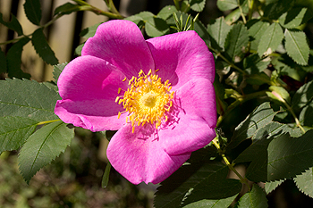 Rosa blanda flower