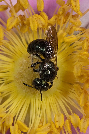 Rosa blanda flower with Ceratina