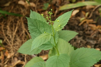 Scrophularia flower