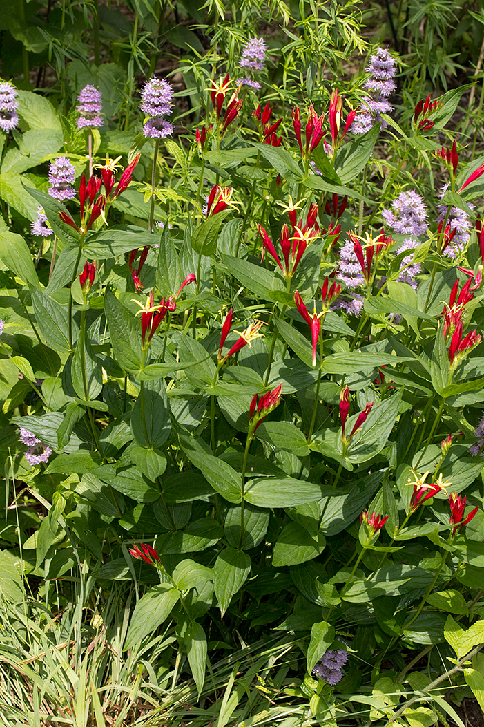 Spigelia marilandica or Indian pinks