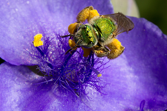 Tradescantia with green metallic sweat bee