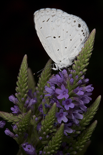 Verbena hastata with common blue butterfly