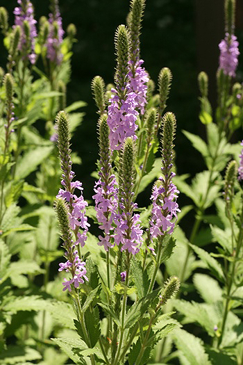 Verbena stricta or Hoary vervain