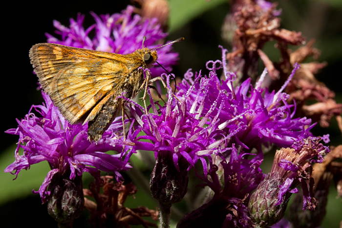 Vernonia missurica wth Pecks skipper