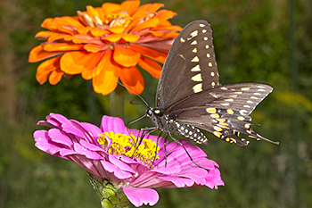 Zinnia with black swallowtail