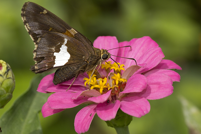 Zinnia with silver spotted skipper