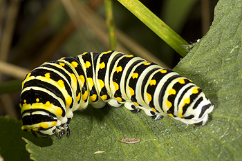 Zizia with swallowtail catterpillar