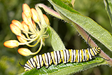 Milkweed with monarch butterfly caterpillar