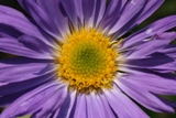 Close up of Aster