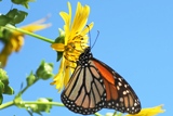 Monarch butterfly on cup plant