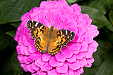 zinnia with butterfly